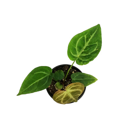 Anthurium, 4in, Magnificum