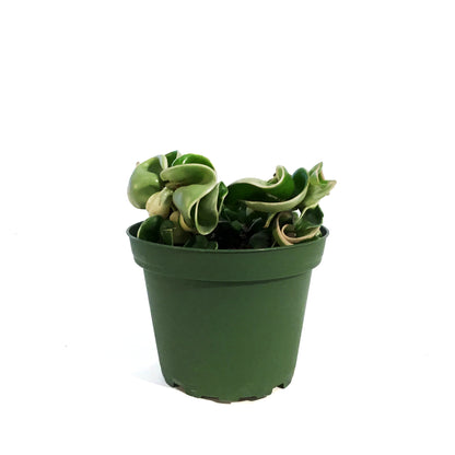 Hoya, 4in, Compacta Outer Variegated