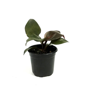 Philodendron, 4in, Red Heart
