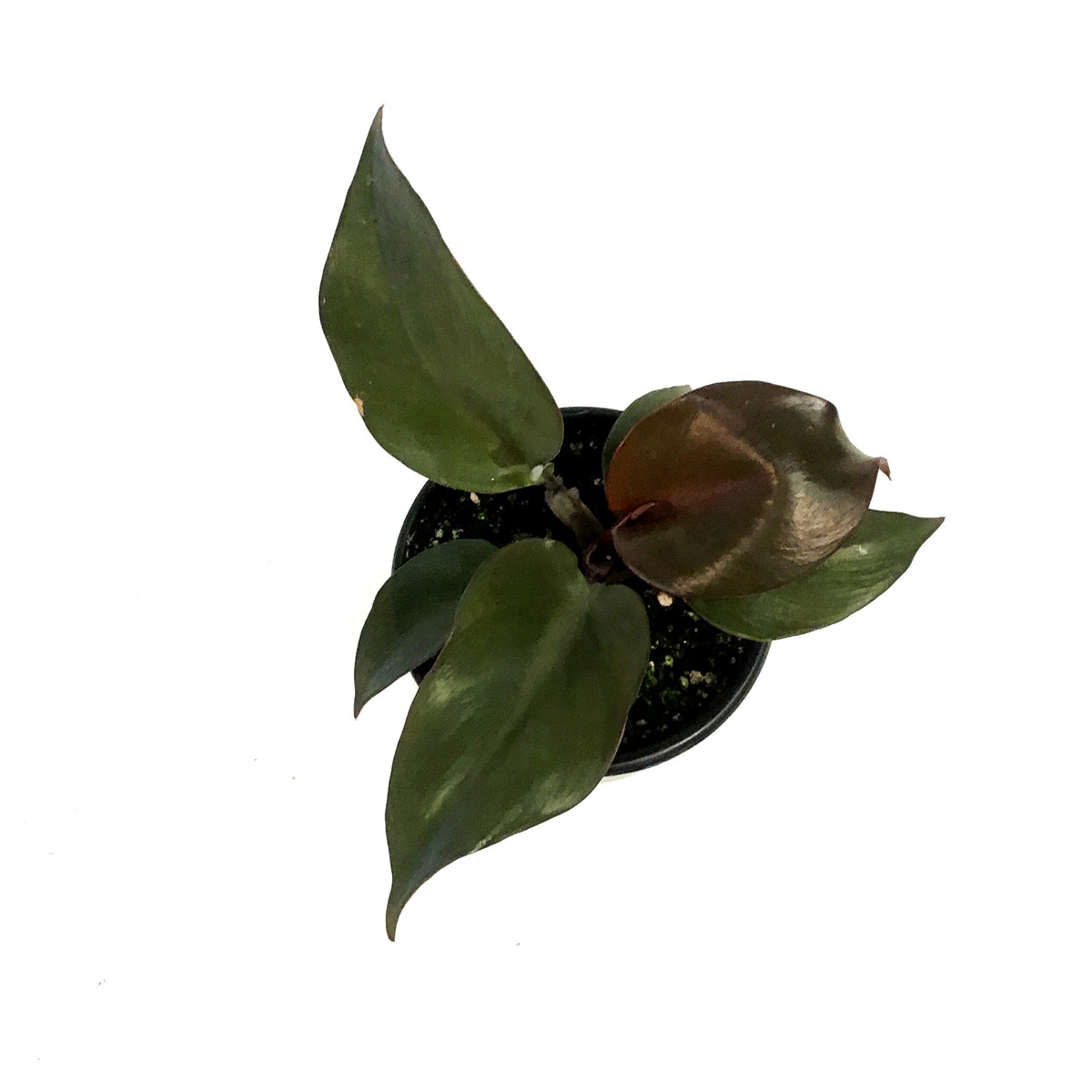 Philodendron, 4in, Red Heart