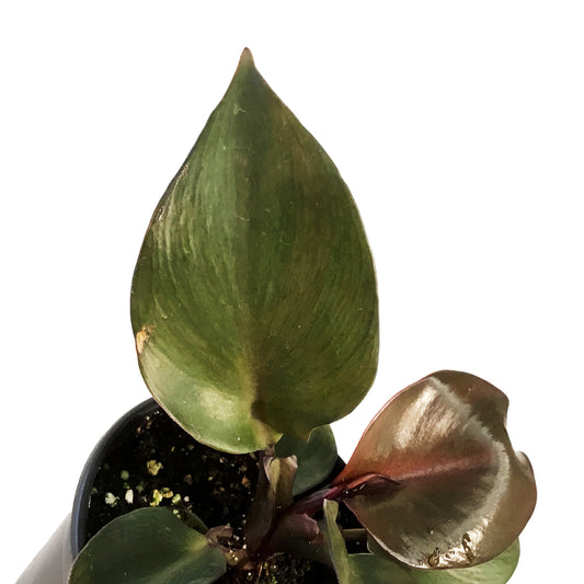 Philodendron, 4in, Red Heart