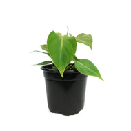 Philodendron, 4in, Gloriosum
