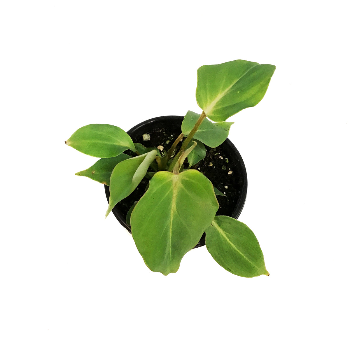 Philodendron, 4in, Gloriosum