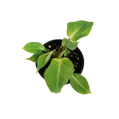 Philodendron, 4in, Gloriosum