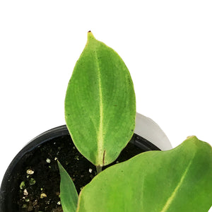 Philodendron, 4in, Gloriosum
