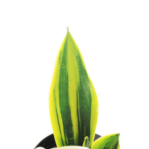 Sansevieria, 4in, Golden Flame