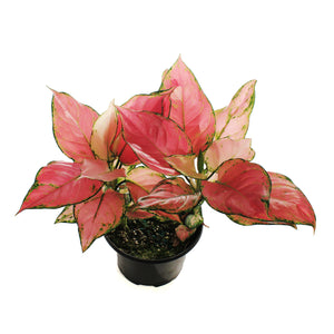 Aglaonema, 6in, Lucky Red