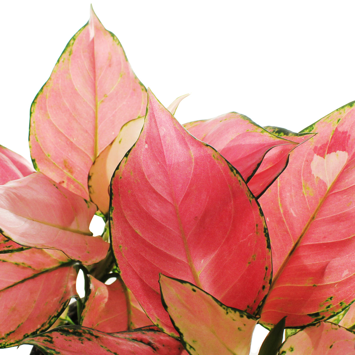Aglaonema, 6in, Lucky Red