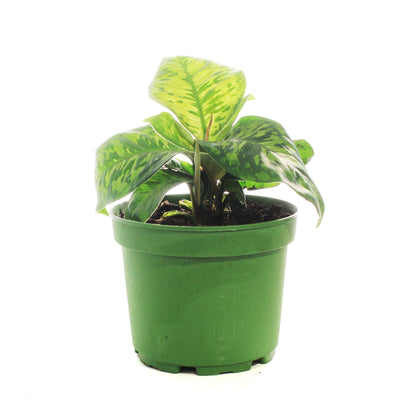 Homalomena, 6in, Camouflage