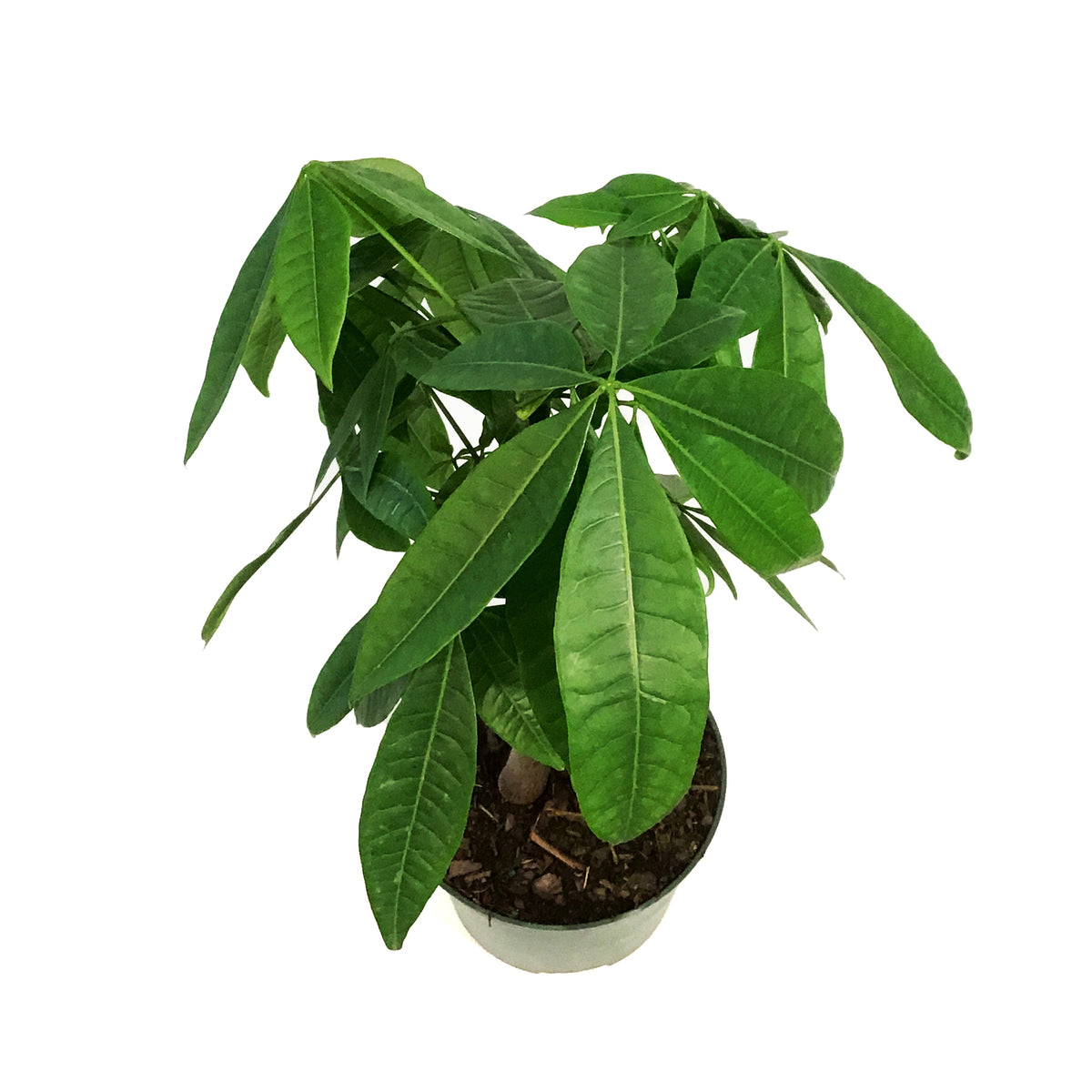 Pachira, 6in, Money Tree