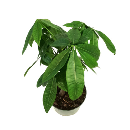 Pachira, 6in, Money Tree