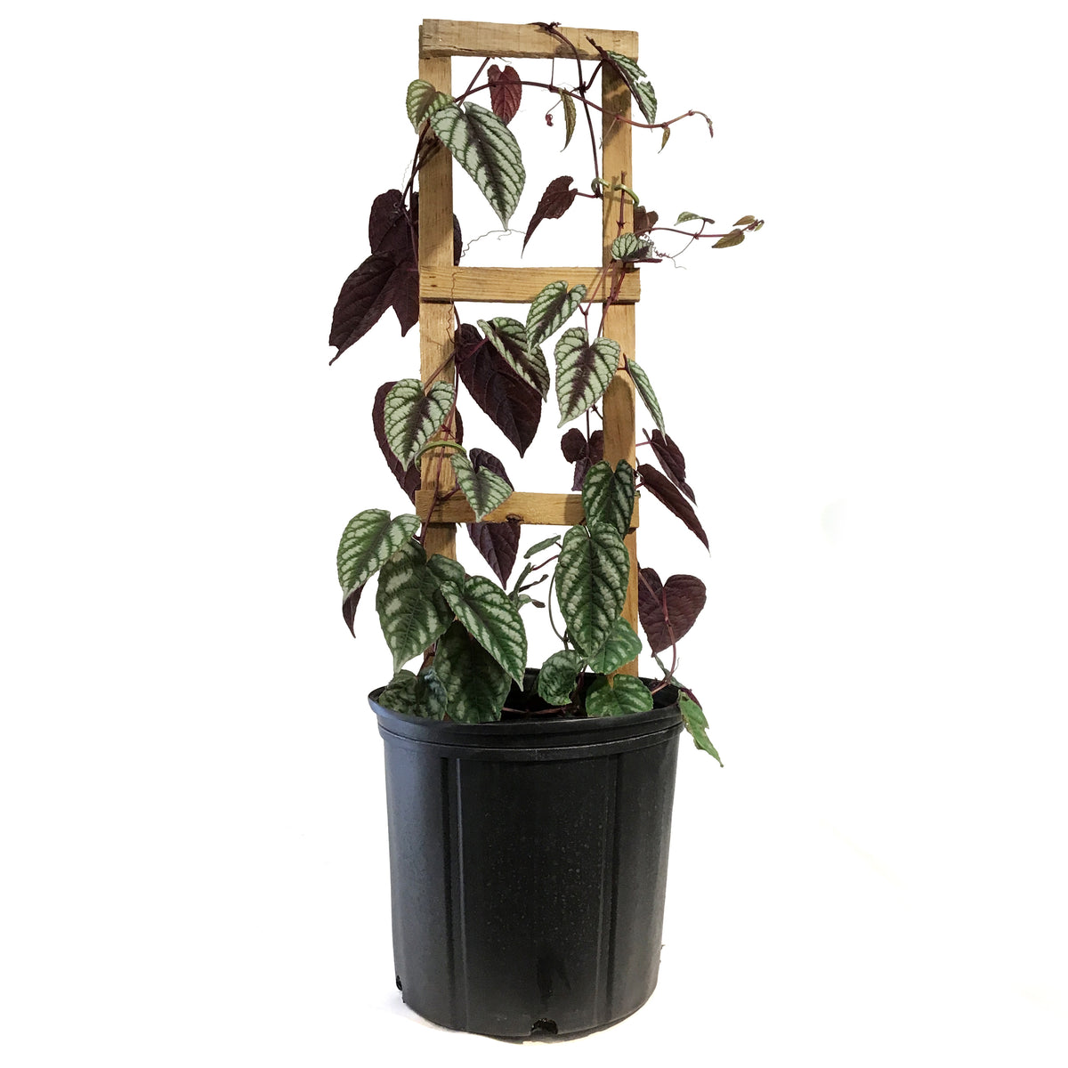 Begonia, 10in, Rex Vine Cissus Discolor on Pole