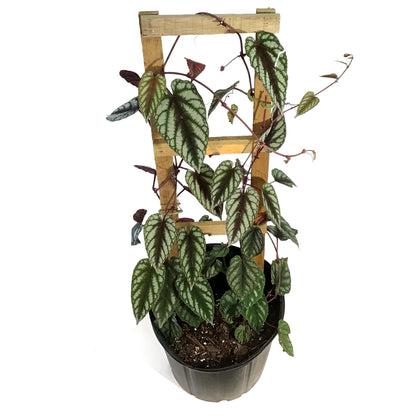 Begonia, 10in, Rex Vine Cissus Discolor on Pole