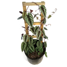 Load image into Gallery viewer, Begonia, 10in, Rex Vine Cissus Discolor on Pole

