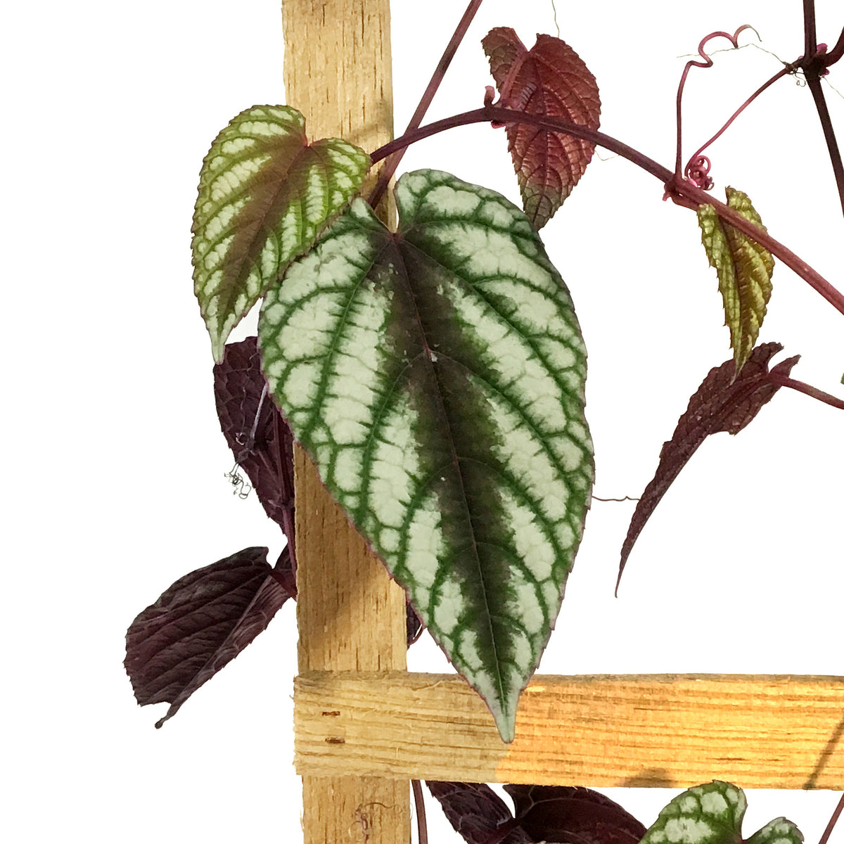 Begonia, 10in, Rex Vine Cissus Discolor on Pole
