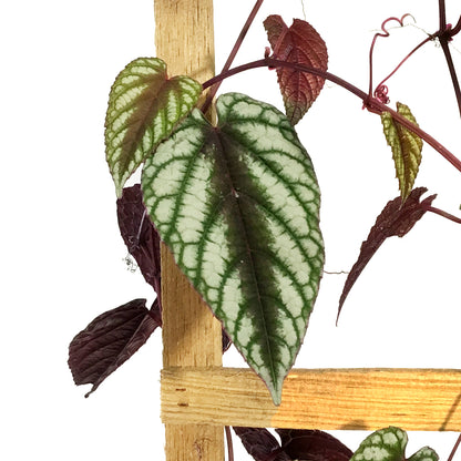 Begonia, 10in, Rex Vine Cissus Discolor on Pole