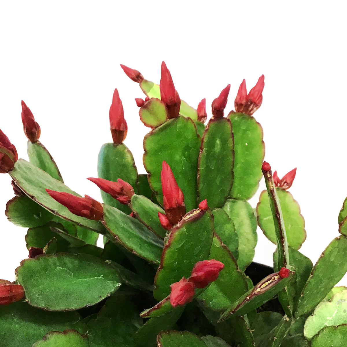 Easter Cactus, 6in, Hatoria Gaertneri