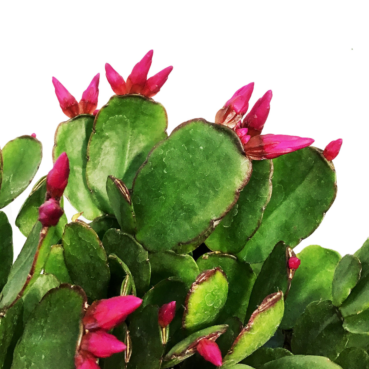 Easter Cactus, 6in, Hatoria Gaertneri