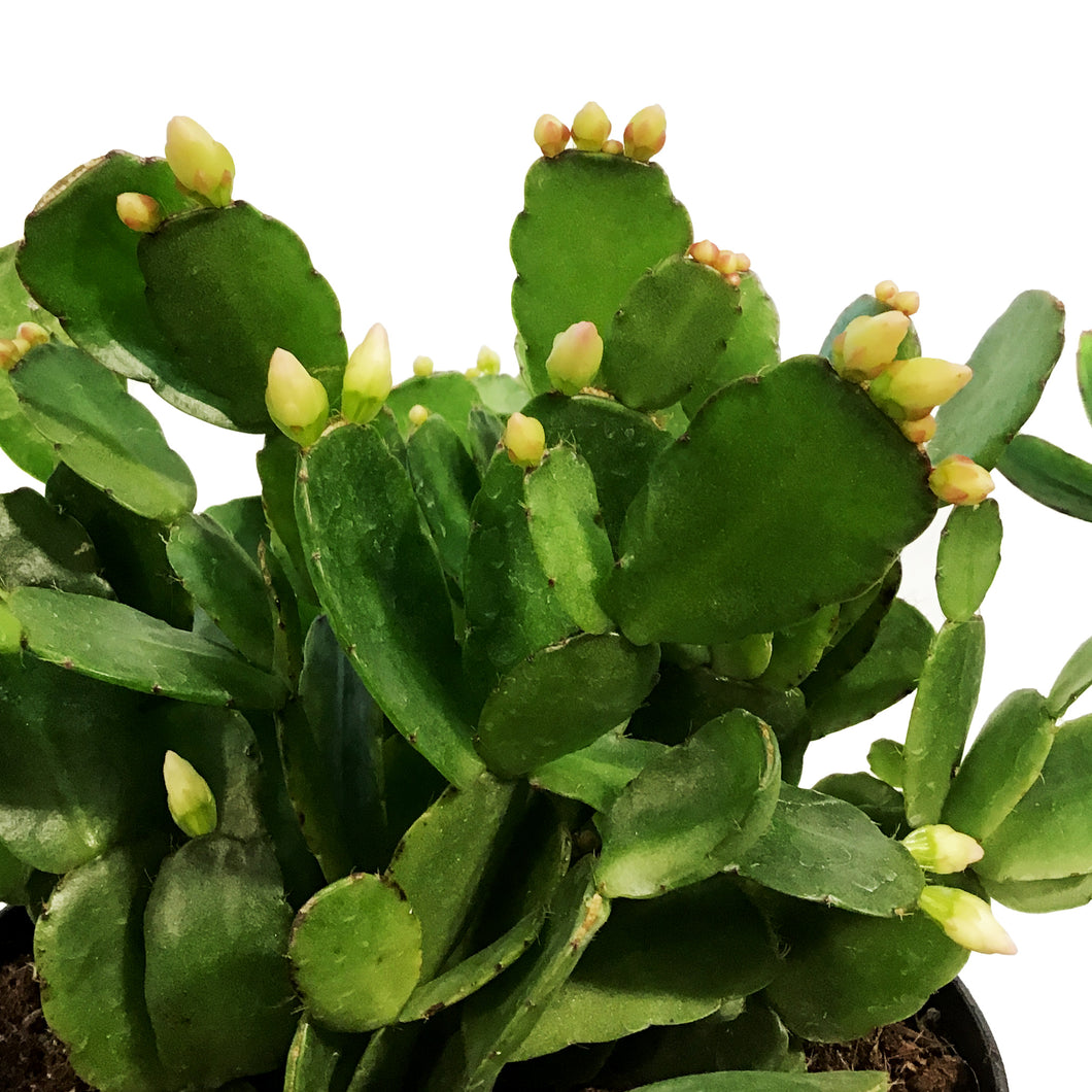 Easter Cactus, 6in, Hatoria Gaertneri