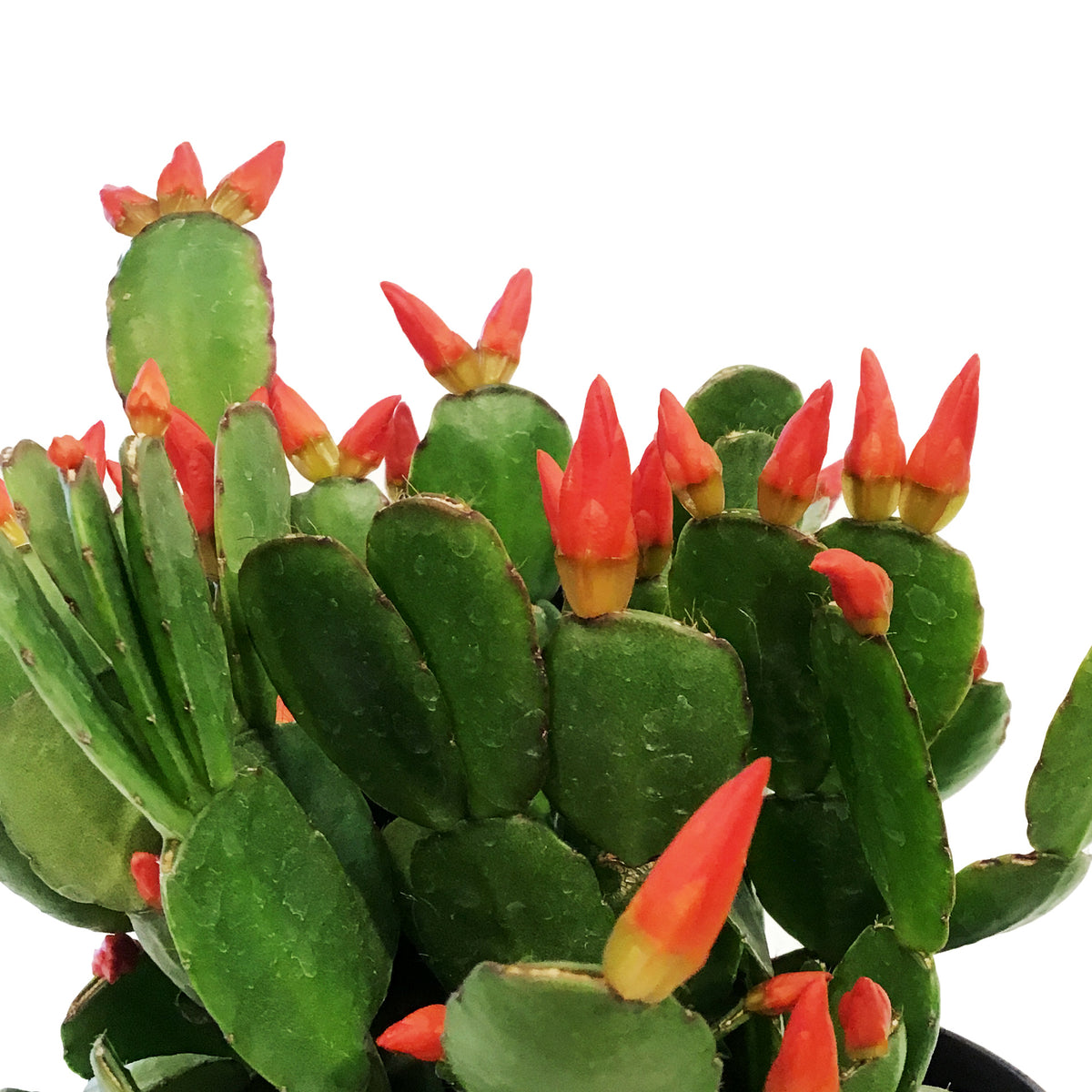 Easter Cactus, 6in, Hatoria Gaertneri