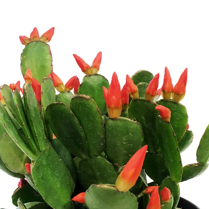 Easter Cactus, 6in, Hatoria Gaertneri