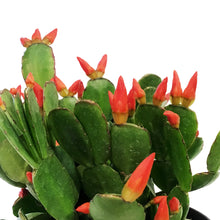 Load image into Gallery viewer, Easter Cactus, 6in, Hatoria Gaertneri
