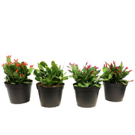 Easter Cactus, 6in, Hatoria Gaertneri