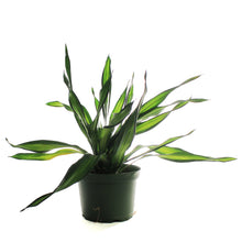 Load image into Gallery viewer, Dracaena, 6in, Rikki
