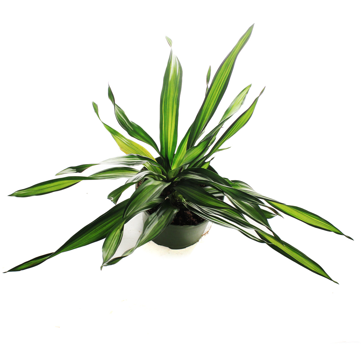Dracaena, 6in, Rikki