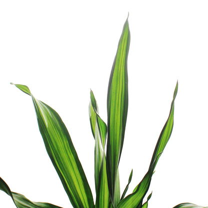 Dracaena, 6in, Rikki