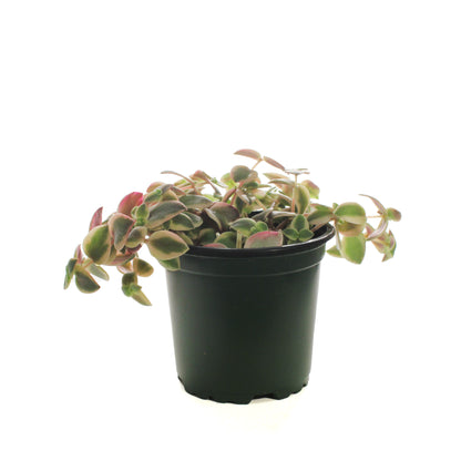 Crassula, 4in, Pellucida Variegated Calico Kitten