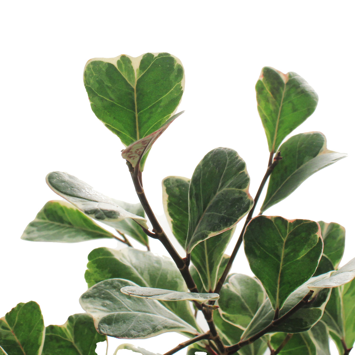 Ficus, 4in, Triangularis Variegata
