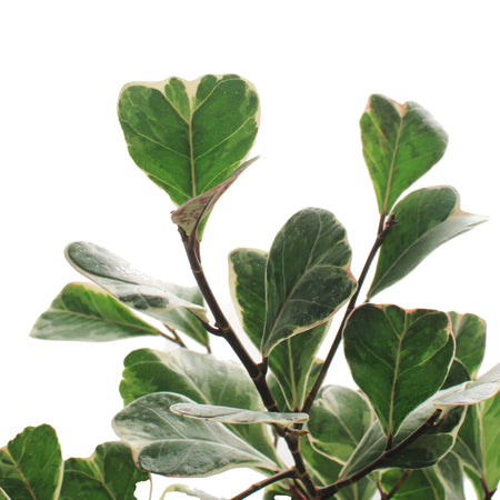 Ficus, 4in, Triangularis Variegata