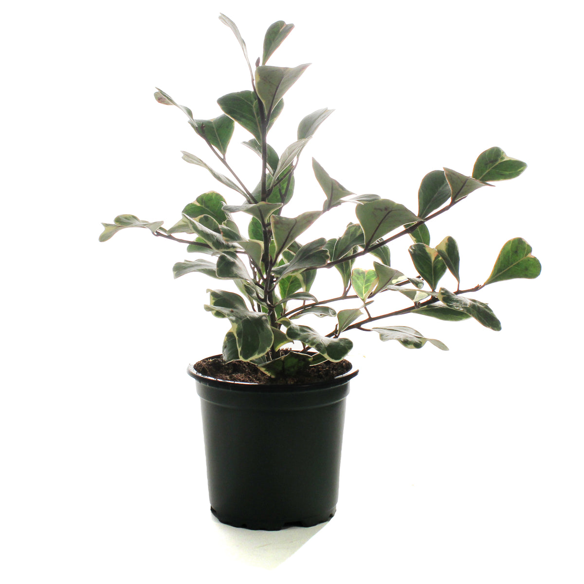Ficus, 4in, Triangularis Variegata