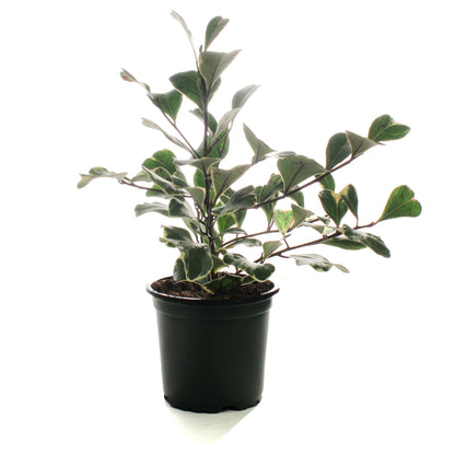 Ficus, 4in, Triangularis Variegata