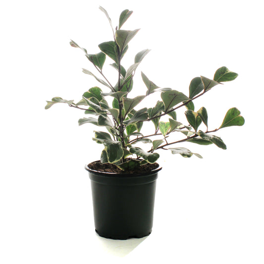 Ficus, 4in, Triangularis Variegata