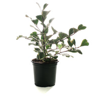 Ficus, 4in, Triangularis Variegata
