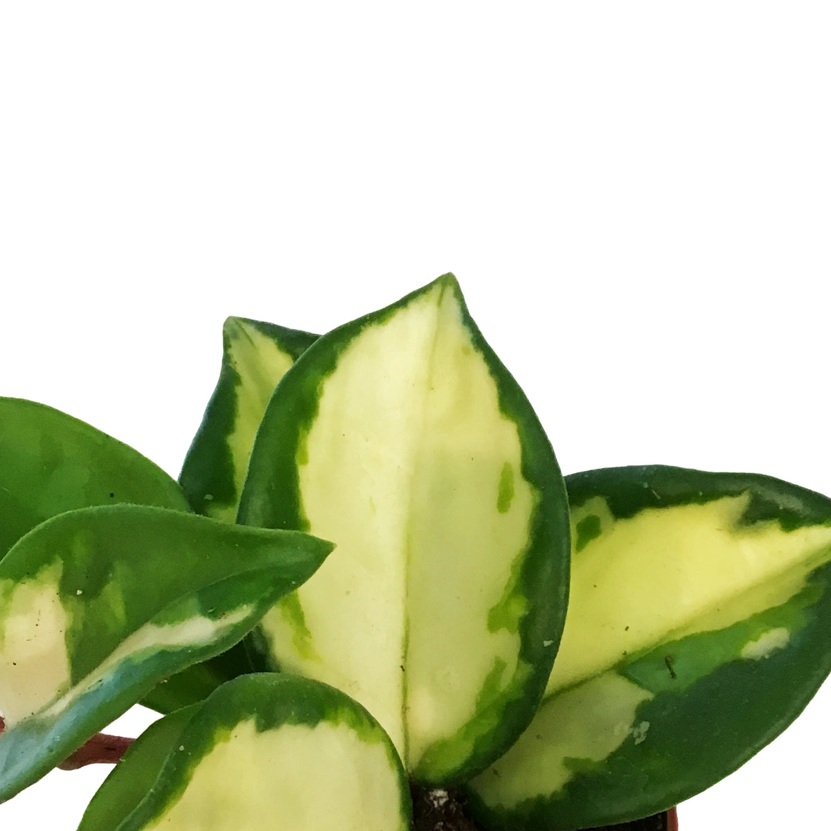 Hoya, 2in, Carnosa Krimson Princess