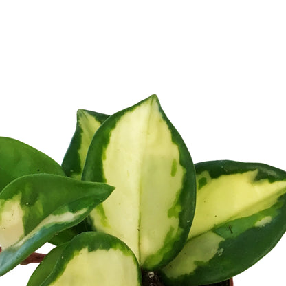 Hoya, 2in, Carnosa Krimson Princess