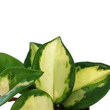 Load image into Gallery viewer, Hoya, 2in, Carnosa Krimson Princess
