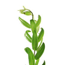 Load image into Gallery viewer, Lipstick Plant, 8in HB, Japhrolepsis
