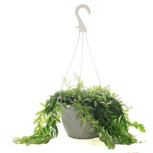 Load image into Gallery viewer, Lipstick Plant, 8in HB, Japhrolepsis

