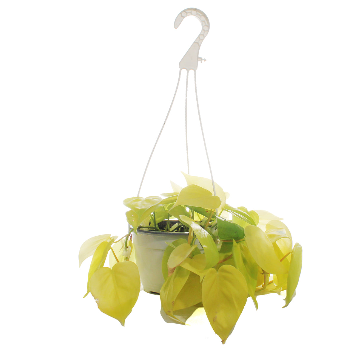 Philodendron, 6in HB, Lemon Lime Heart Leaf