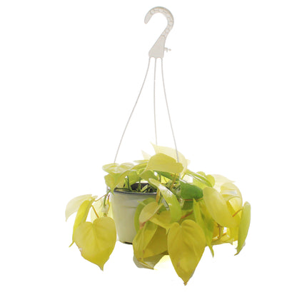 Philodendron, 6in HB, Lemon Lime Heart Leaf