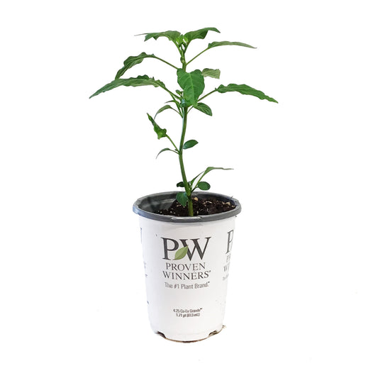 Proven Winners© Pepper Pots, 4.5in, Sugar Kick