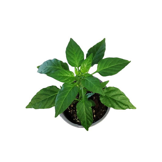 Proven Winners© Pepper Pots, 4.5in, Sugar Kick