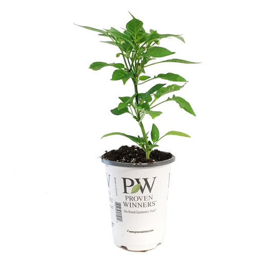 Proven Winners© Pepper Pots, 4.5in, Hot & Heavy
