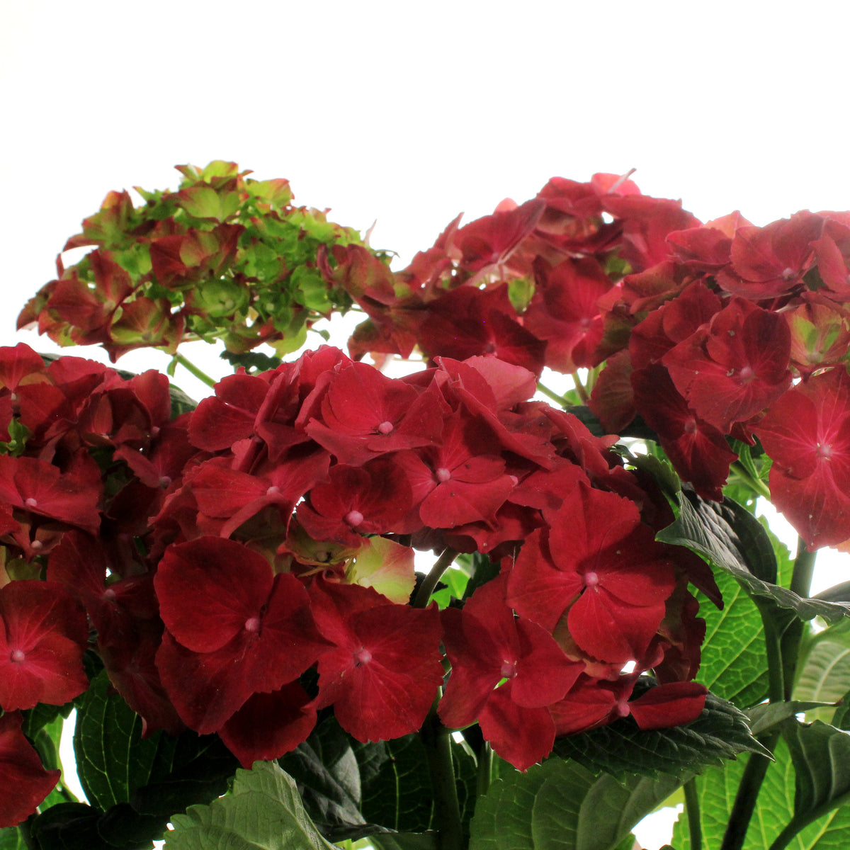 Hydrangea, 6in, HI™ Fire Red w/ Easter Pot Cover