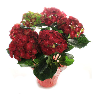Hydrangea, 6in, HI™ Fire Red w/ Easter Pot Cover