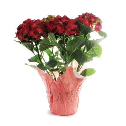 Hydrangea, 6in, HI™ Fire Red w/ Easter Pot Cover